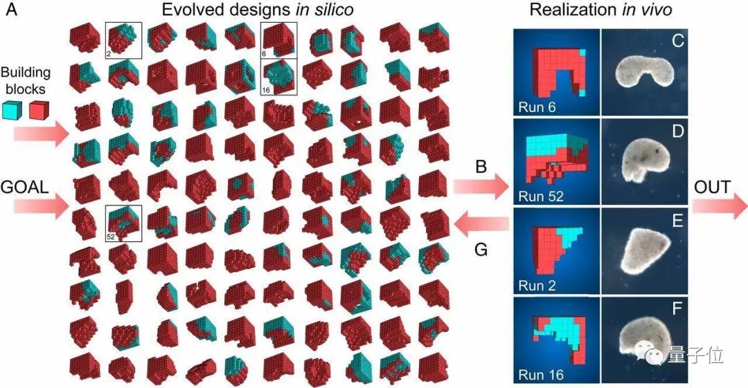 全球首个活体机器人诞生了
