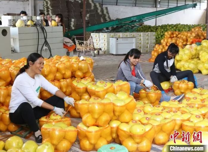 江永县粗石江镇的果农将香柚发往全国各地。 陈健林 摄