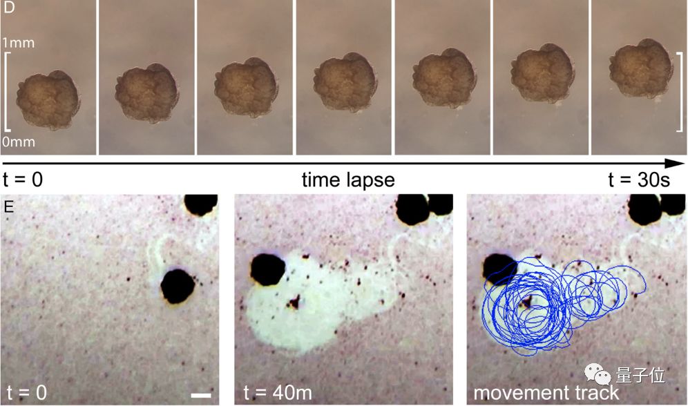 全球首个活体机器人诞生了