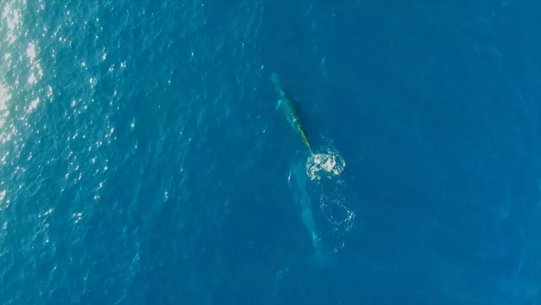 广西涠洲岛海域拍到布氏鲸水下影像：系国内首