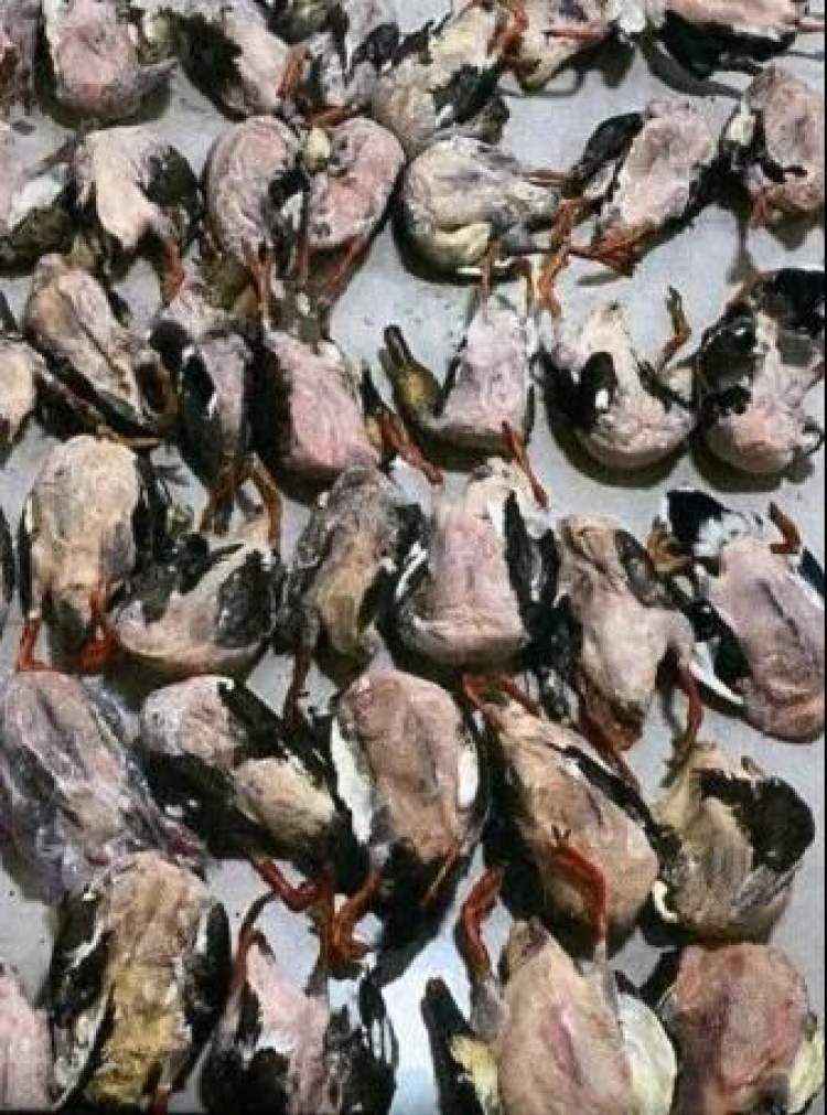 一男子在崇明非法捕杀109只野生鸟类，被判刑1