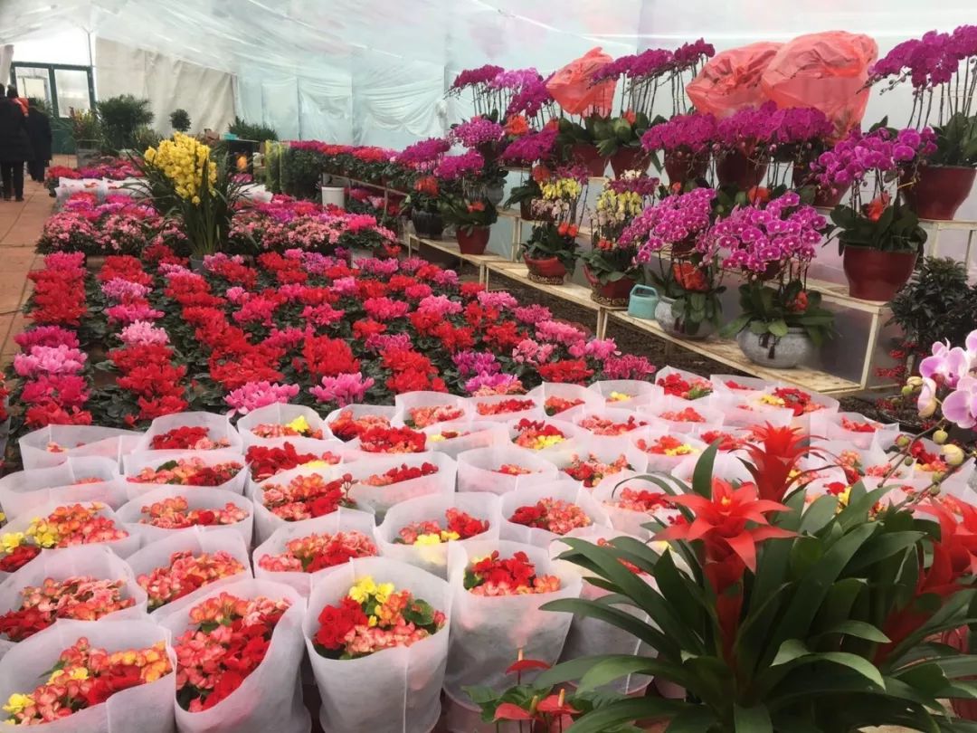 临朐惊现一大型花卉市场,过年买花的好去处