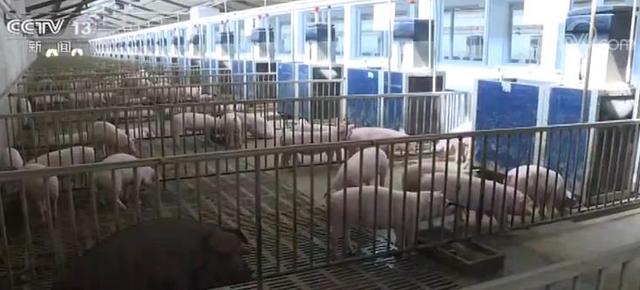 国家发改委：春节期间猪肉市场价格有望保持平