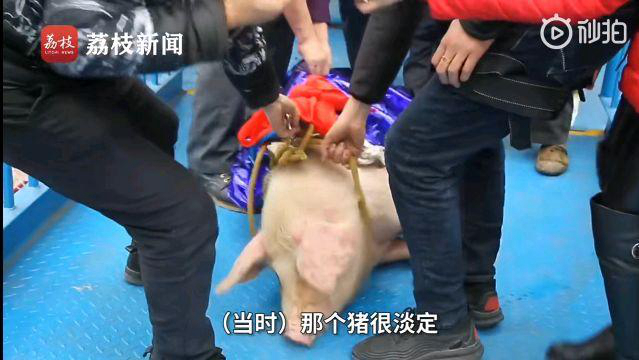 被捆绑的蹦极猪 来源:荔枝视频