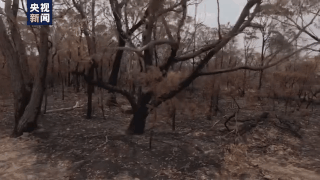 澳大利亚维多利亚州林火灾情缓解 何时结束不可知