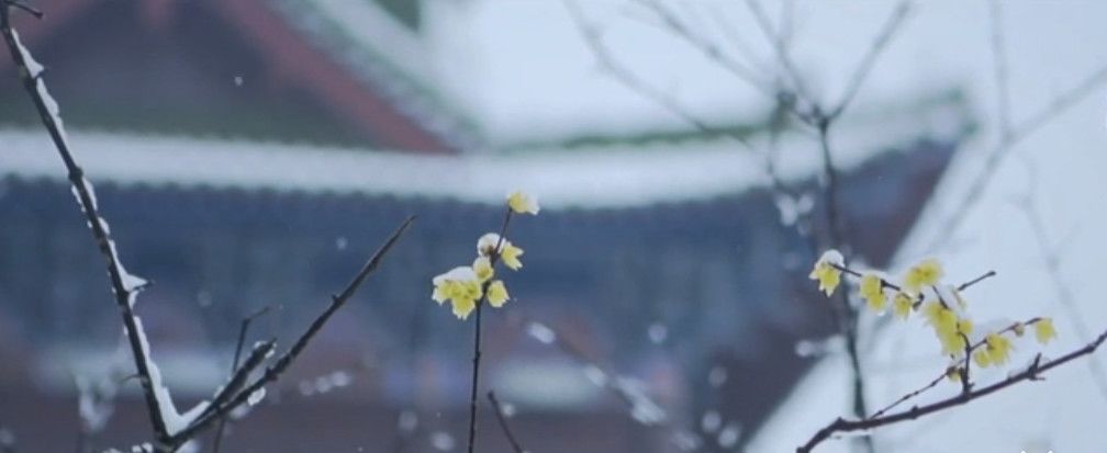 今日大寒 | 人间至此冬色尽,愿君多珍重!