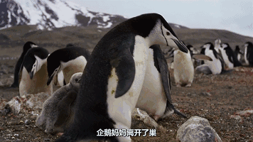 this formidable commute is the price,these penguins pay for