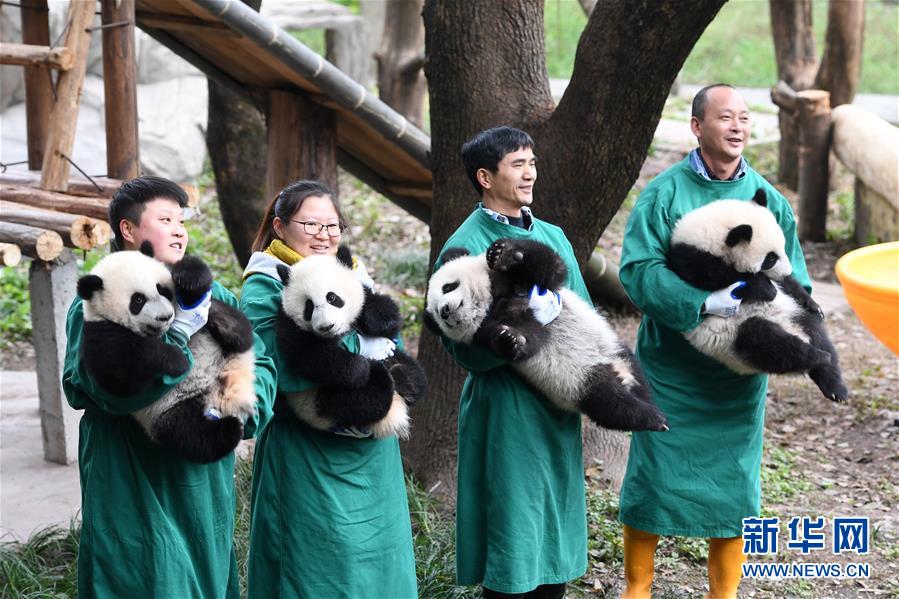 最长寿圈养大熊猫过新年(图)