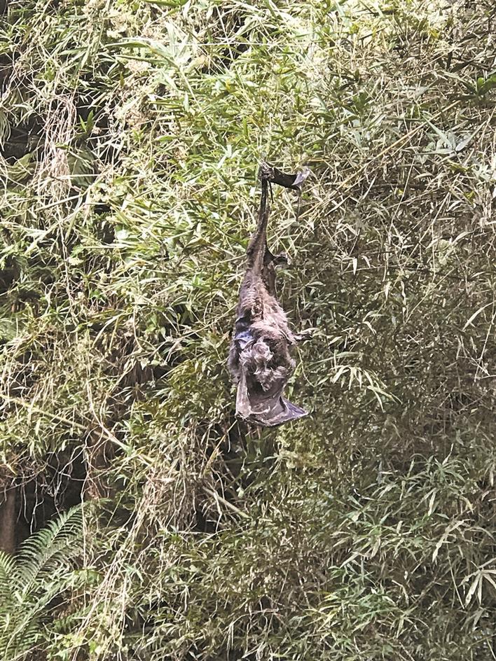 挂在捕鸟网上的蝙蝠尸体。受访者供图