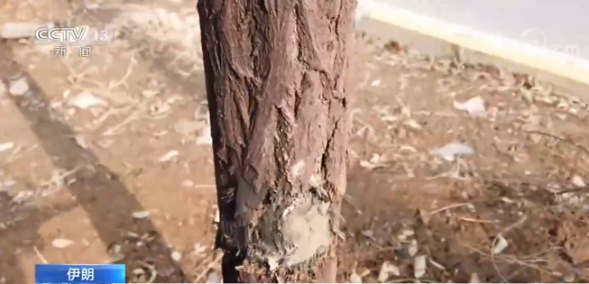 伊朗重要核物理学家遭暗杀身亡 记者探访暗杀地