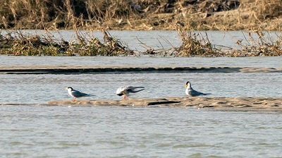 3只！极度濒危黄嘴河燕鸥再次飞临云南盈江