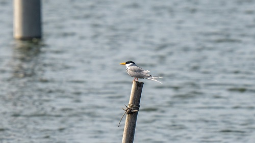 3只！极度濒危黄嘴河燕鸥再次飞临云南盈江