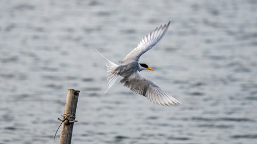 3只！极度濒危黄嘴河燕鸥再次飞临云南盈江