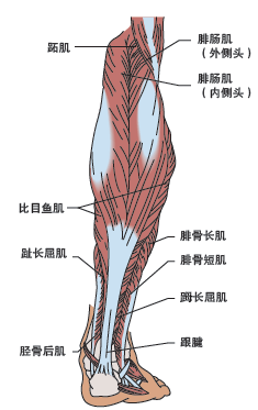 除股四头肌和腘绳肌外,膝关节周围还有其他一些重要的肌肉负责完成