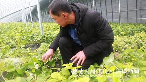 新春走基层|种植能手李国良:发展冬暖式阴阳大棚趟出一条致富路