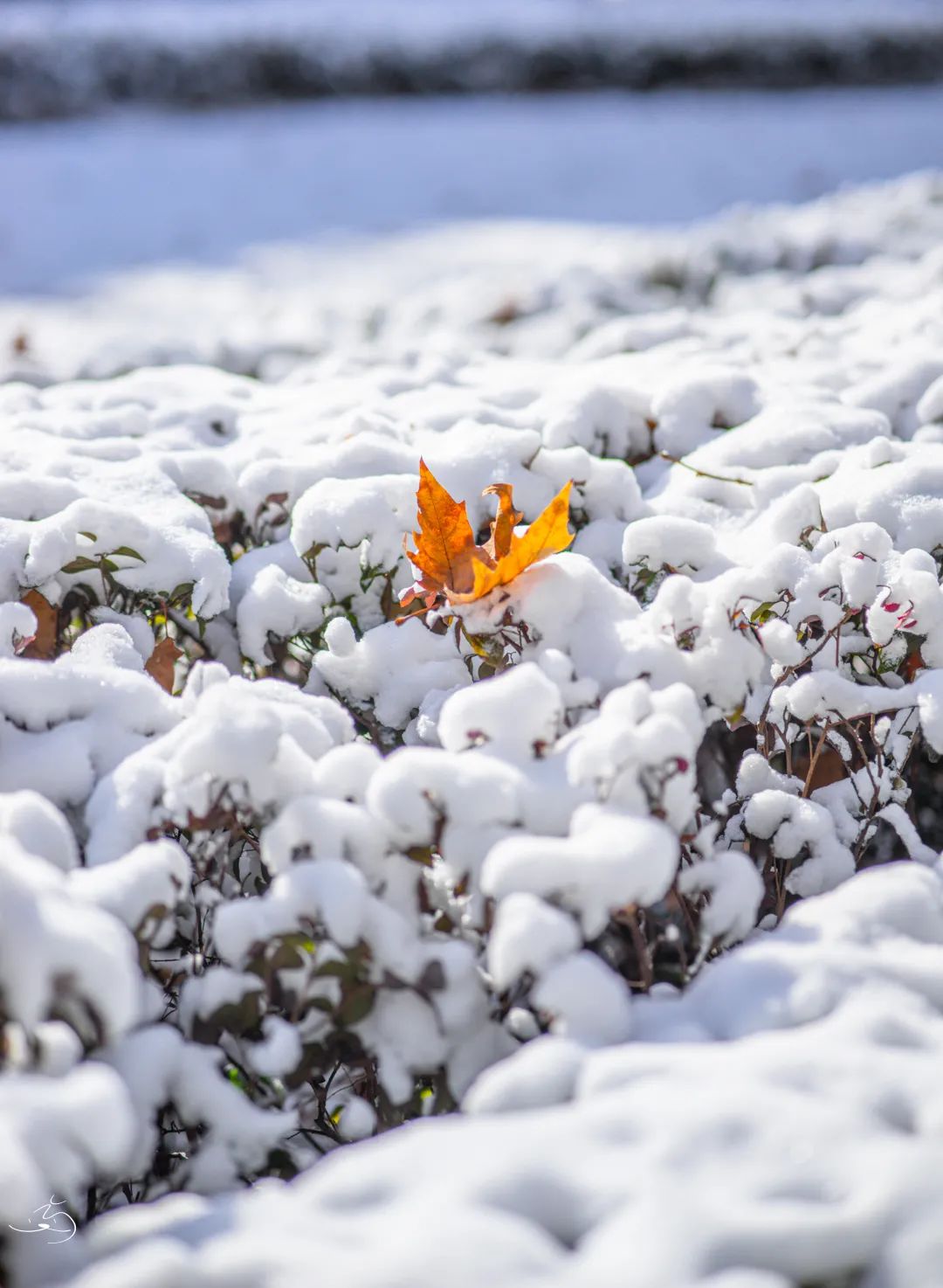 在三尺讲台书写的初心席卷进雪境·河海园冷冽的寒风携着雪花骤雪飘霁
