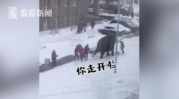 俄罗斯大象搬家逃到雪地撒欢 马戏团:它看到雪想散步