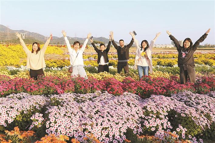 ▲菊花争奇斗艳,美不胜收。深圳晚报记者 余海洪 摄