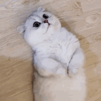 斜杠喵星人猫界扛把子猫界杂技师可爱喵咪笔架你爱哪一个