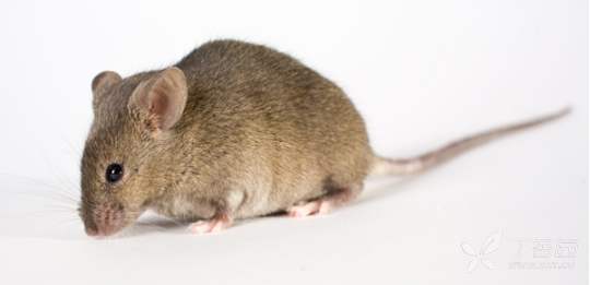 鼠年话鼠丨实验小白鼠百年百变史从近亲繁殖到基因编辑
