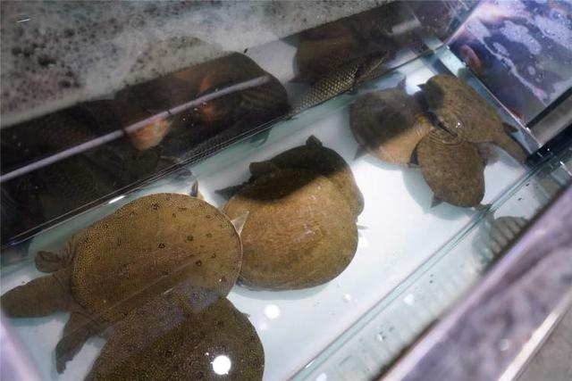 年味食足丨上海味道、重庆味道、苏州味道……曹家街生鲜菜场统统都能买到
