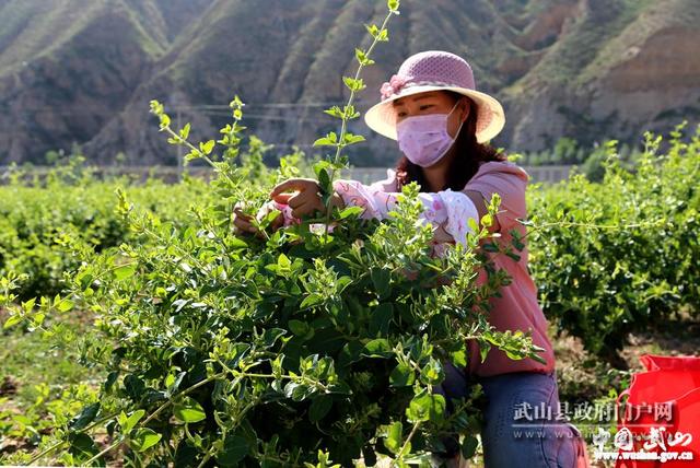武山县多措并举加快推进中药材产业发展