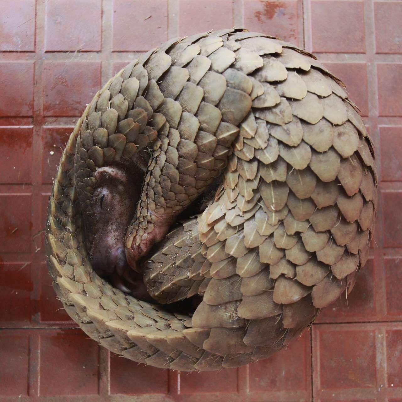 还敢在朋友圈里卖“野味”？必抓！