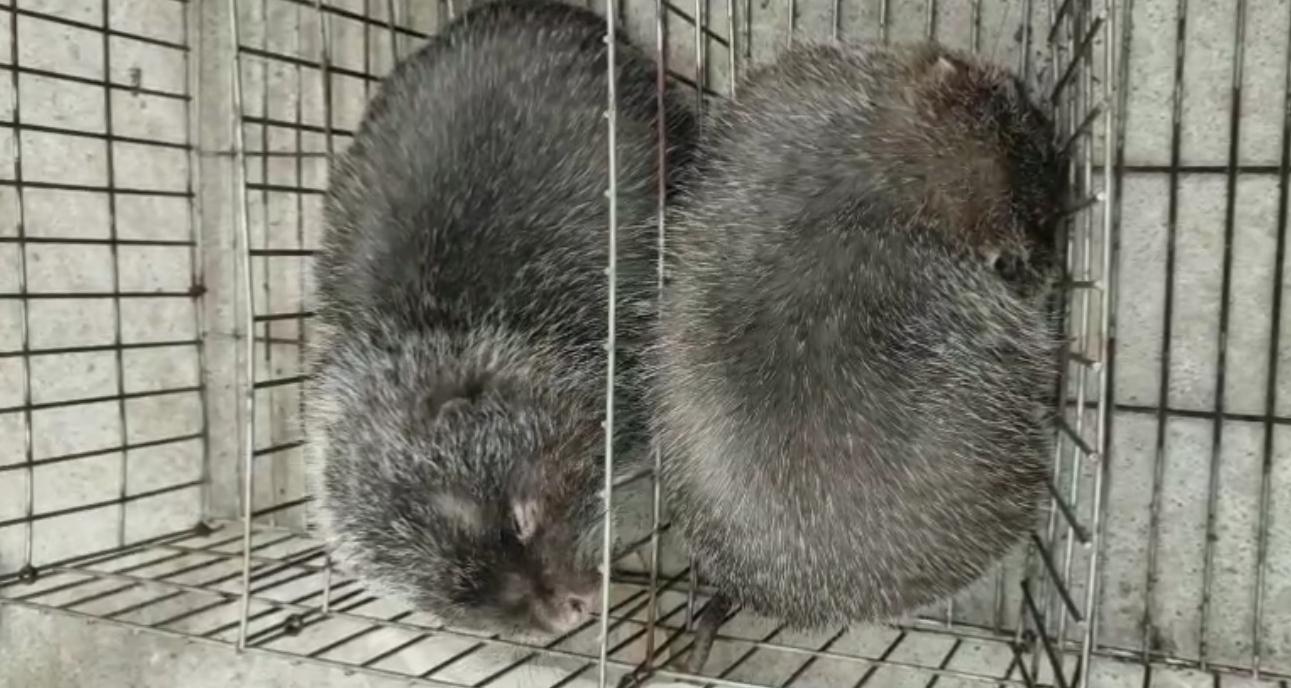 还敢在朋友圈里卖“野味”？必抓！