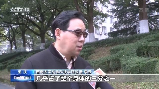生态之危：从未遇见长江白鲟 听闻已是永别