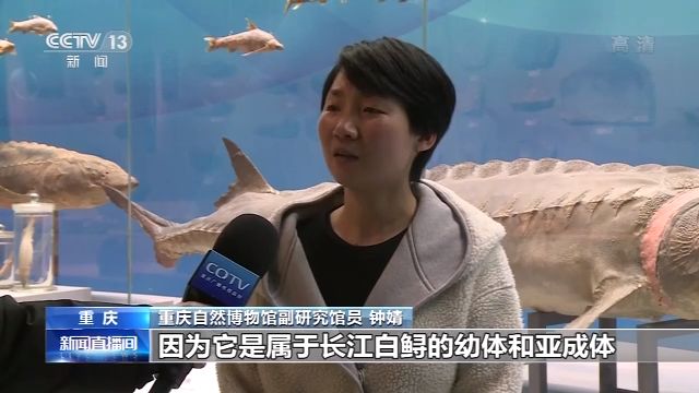 生态之危：从未遇见长江白鲟 听闻已是永别