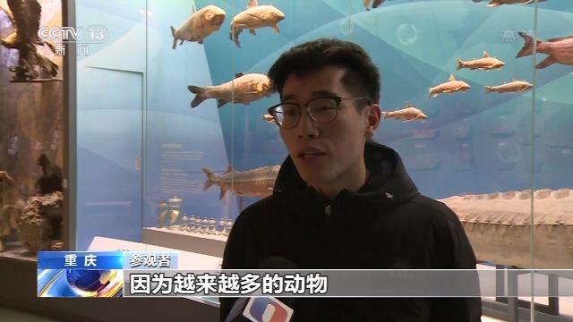 生态之危：从未遇见长江白鲟 听闻已是永别