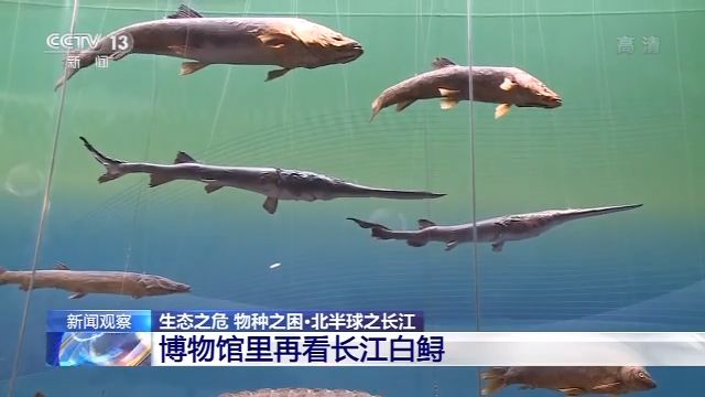生态之危：从未遇见长江白鲟 听闻已是永别