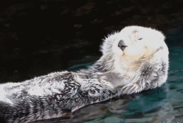 海獭:我们爱搓手手才不仅仅是为了卖萌