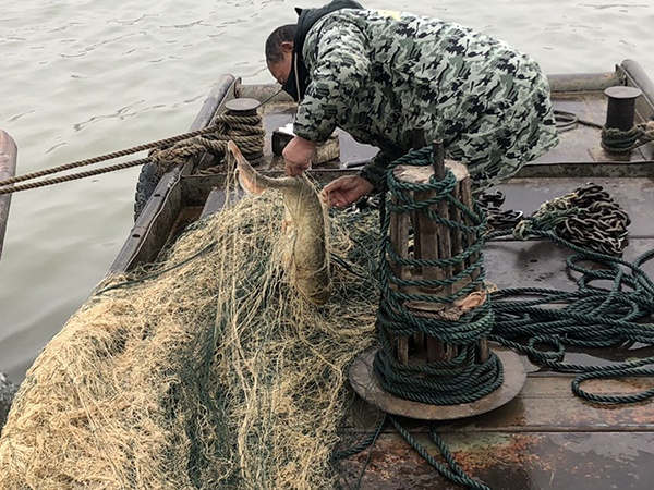  2019年12月底，张船快的哥哥将捕到的唯一一条鲢鱼从渔网中取出。本文图均为澎湃新闻记者 陈雷柱 图