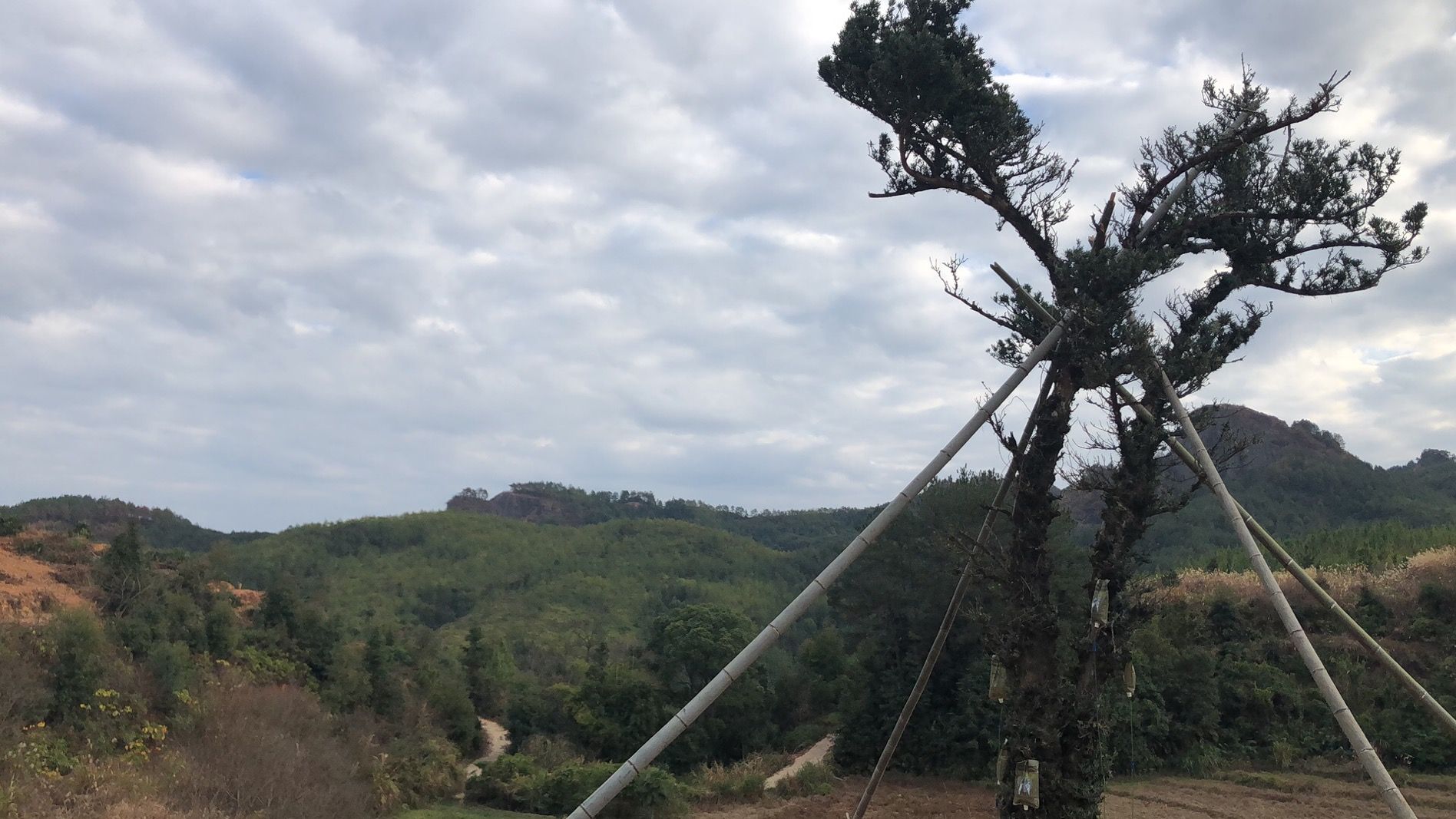 目前古树已运回村里,重新种植回原处。受访者供图