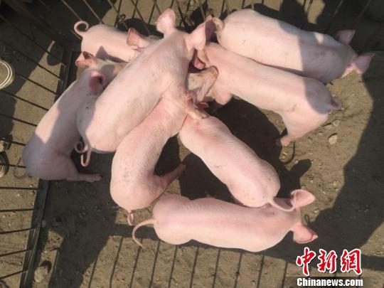 资料图：一家养殖场饲养的生猪。钟欣 摄