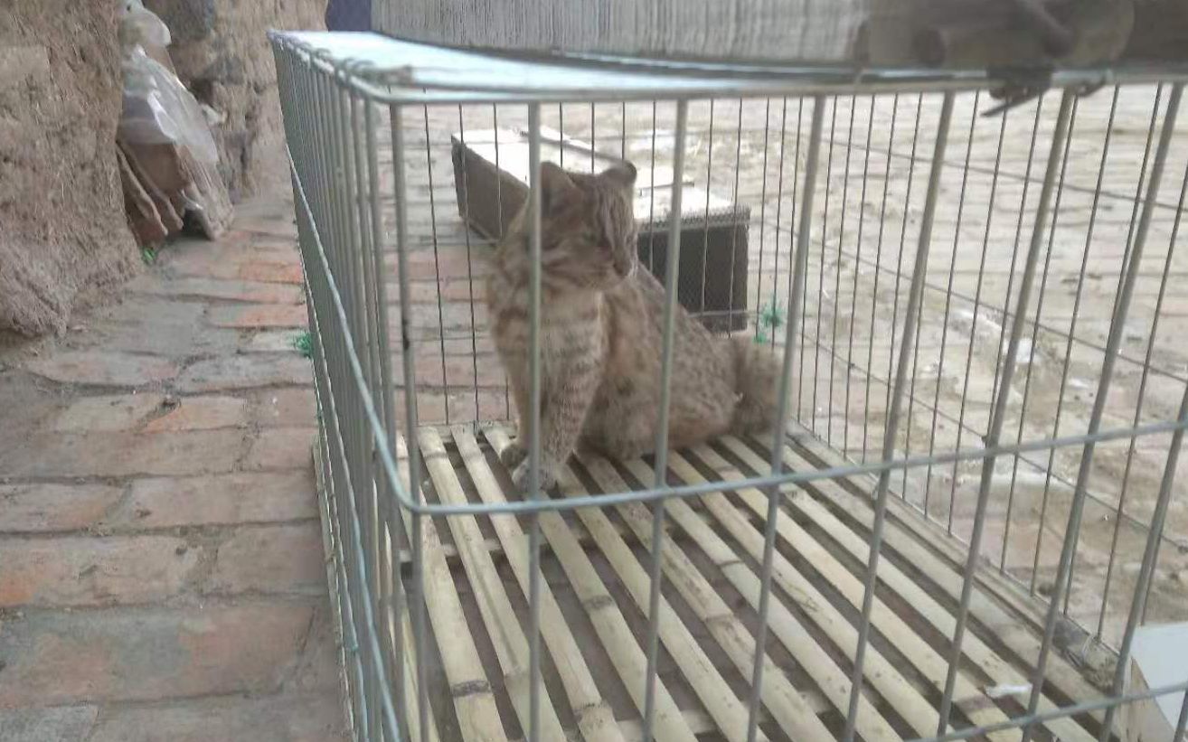  捕获的“小老虎”布满黑棕色斑点。受访者供图