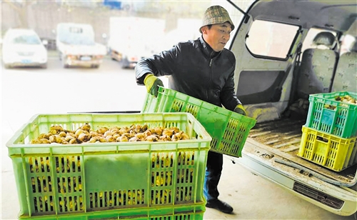 甘肃兰州市百合“老产业”何处寻转机