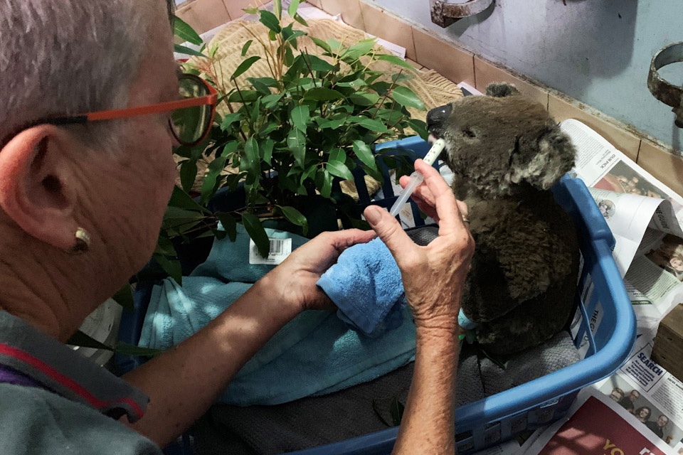 11月7日,在澳大利亚麦夸里港,一只在山火中受伤的考拉得到救助。(新华社/路透/图)