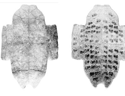 殷墟出土龟甲正反面 图片选自“文化的江山”