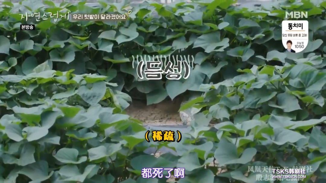 这综艺我酸了,6块人民币拥有一套别墅 这综艺我酸了,6块人民币拥有一套别墅