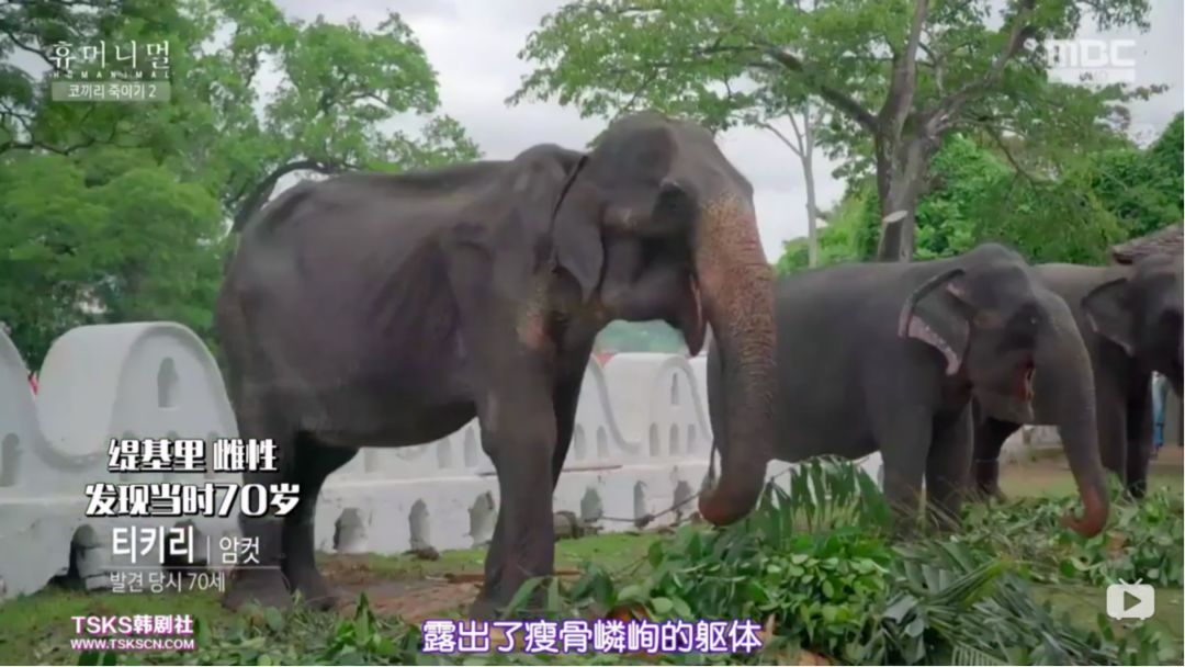《寄生虫》之后,韩国又一次走在了我们前面 《寄生虫》之后,韩国又一次走在了我们前面