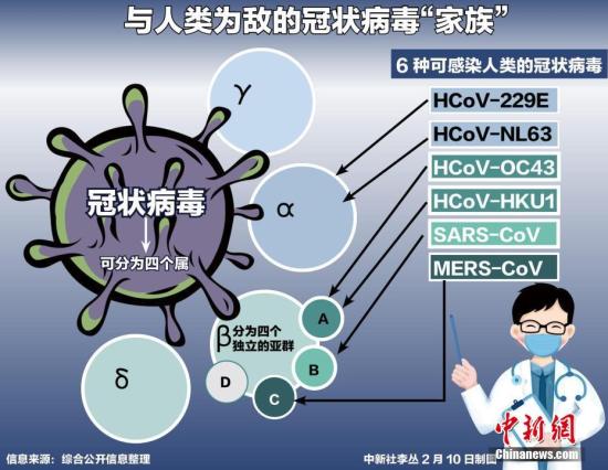新冠肺炎疫情持续,各国专家也接连对病毒展开研究分析。迄今为止,除本次在武汉引起病毒性肺炎暴发疫情的新的冠状病毒外,共发现6种可感染人类的冠状病毒。中新社记者 李丛 制图