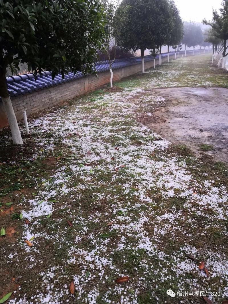 今天凌晨!平远八尺镇下了一场冰雹雨!