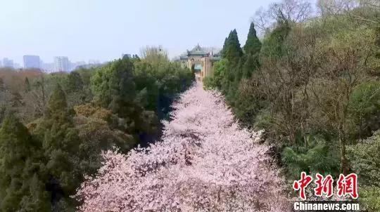 武汉大学的樱花。资料图 郑子颜 摄