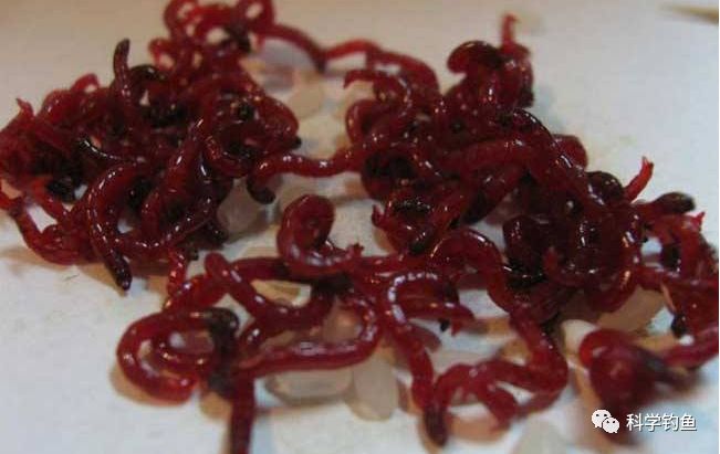 红虫钓鱼真的危险吗 红虫是什么虫?钓鱼会带来哪些危害?