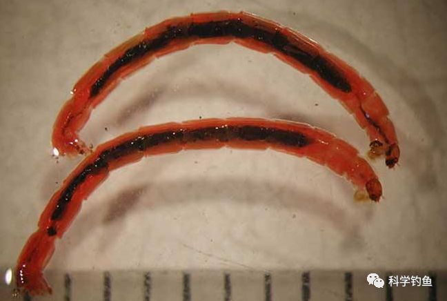 红虫钓鱼真的危险吗 红虫是什么虫?钓鱼会带来哪些危害?
