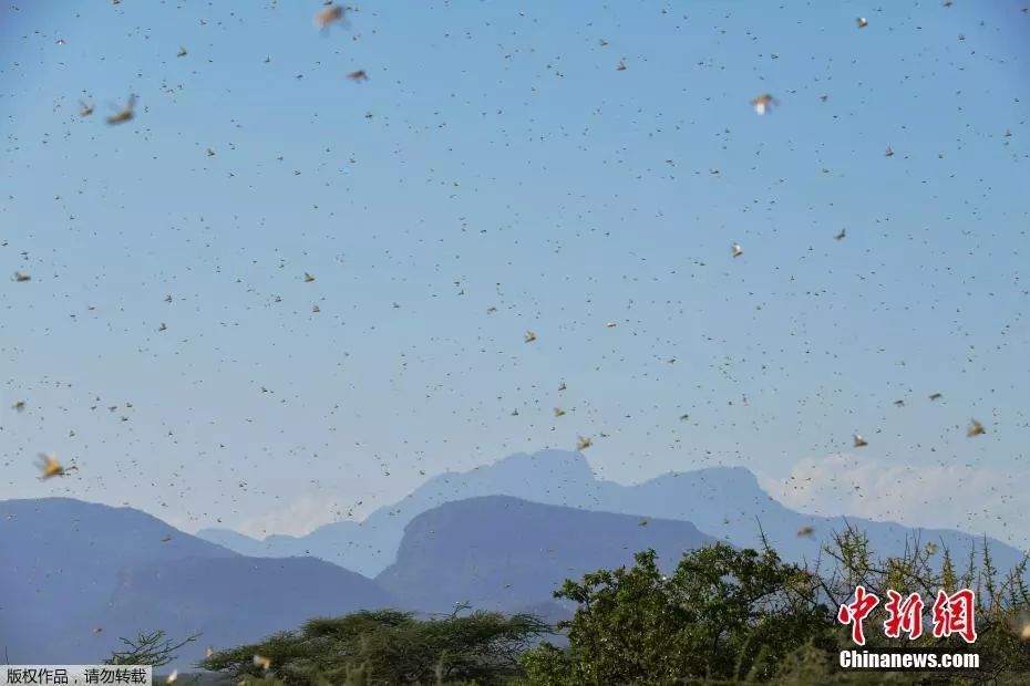4000亿只蝗虫快速逼近中国!政府曾派3万只鸭子坐飞机去灭蝗…