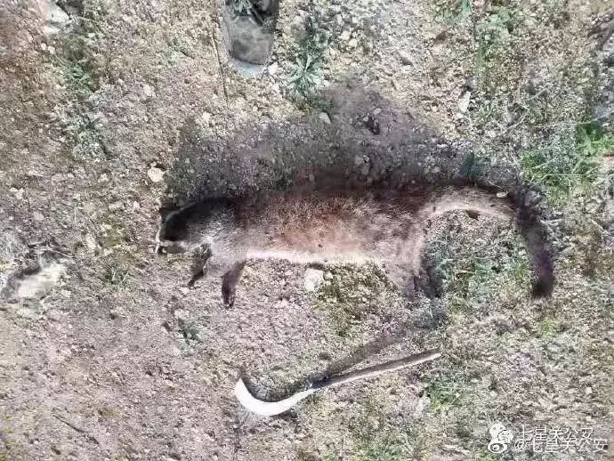  ▲图源：@七星关公安