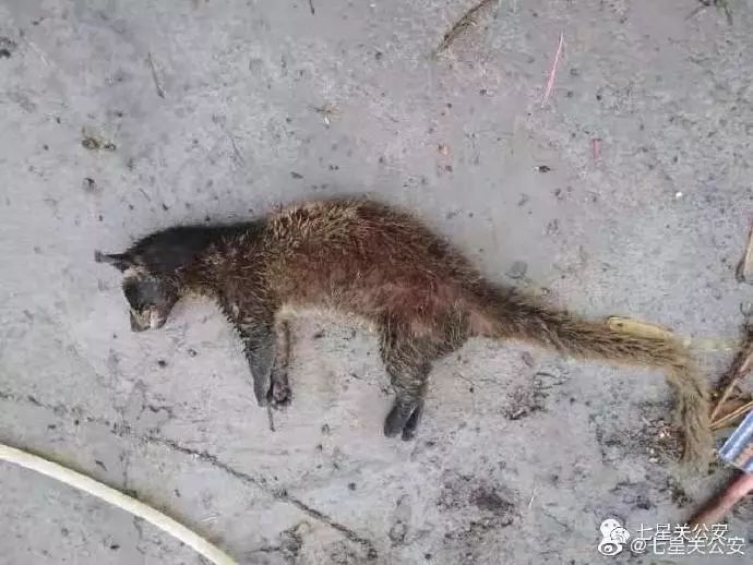  ▲图源：@七星关公安